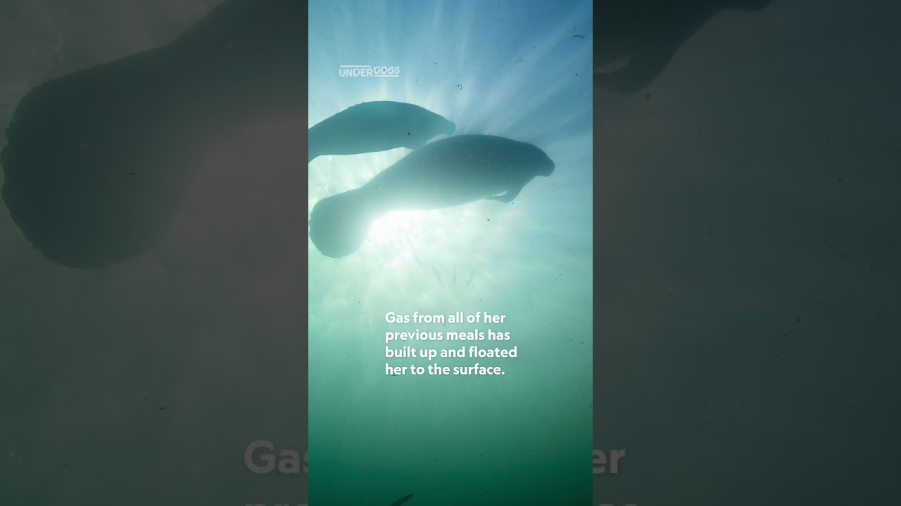 Even manatees pass gas 💨😂 #Underdogs #Manatee #NatGeoAnimals