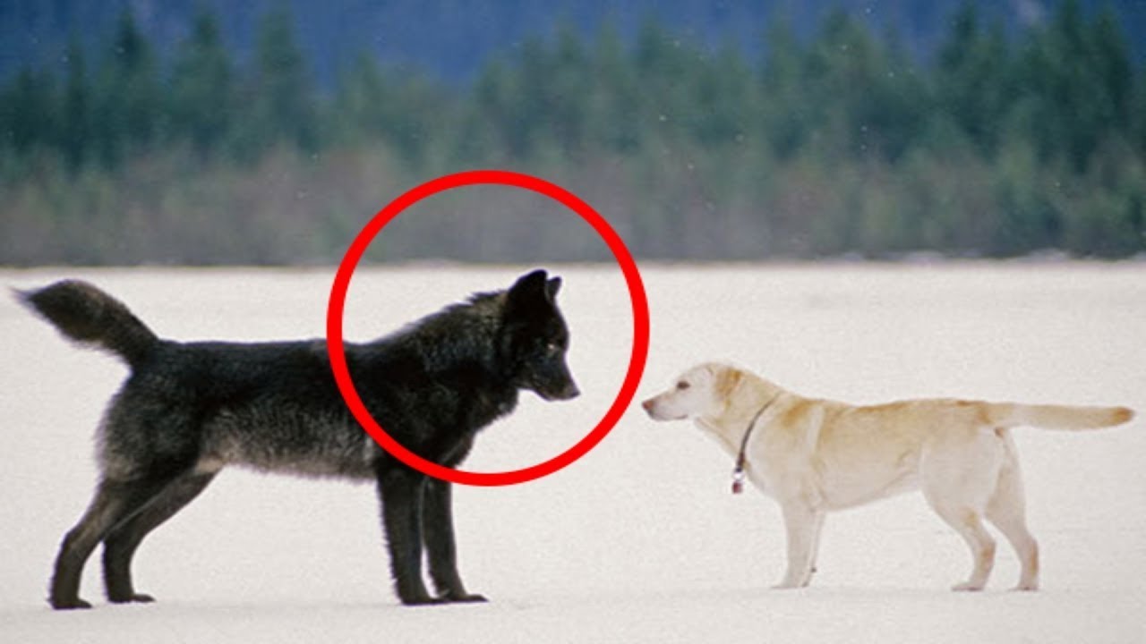 Wolves VS Dogs: The Difference You Need to Know