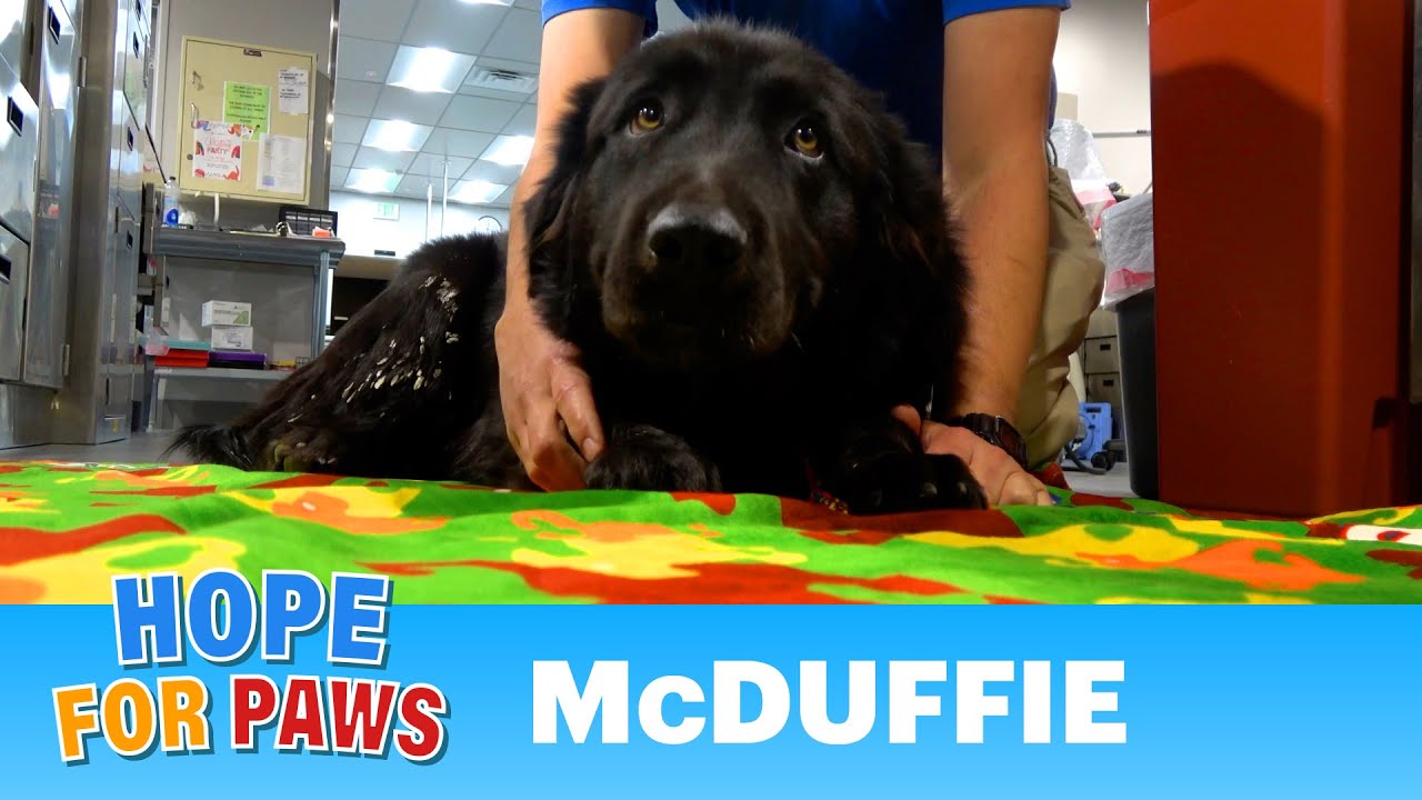 Dog was hit by a car in the desert and needed urgent medical care. Watch until the end. ❤️
