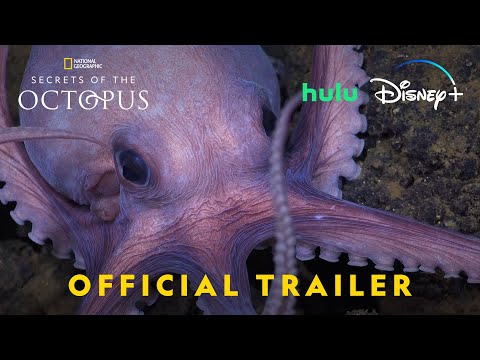 Secrets of the Octopus'