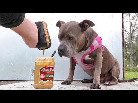 Pitbull Gets Peanut Butter Kong, Makes A Huge Mess
