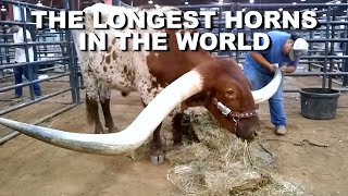 Longest Horns in the world | Guinness World Record | Texas Longhorn steer - Bucklehead