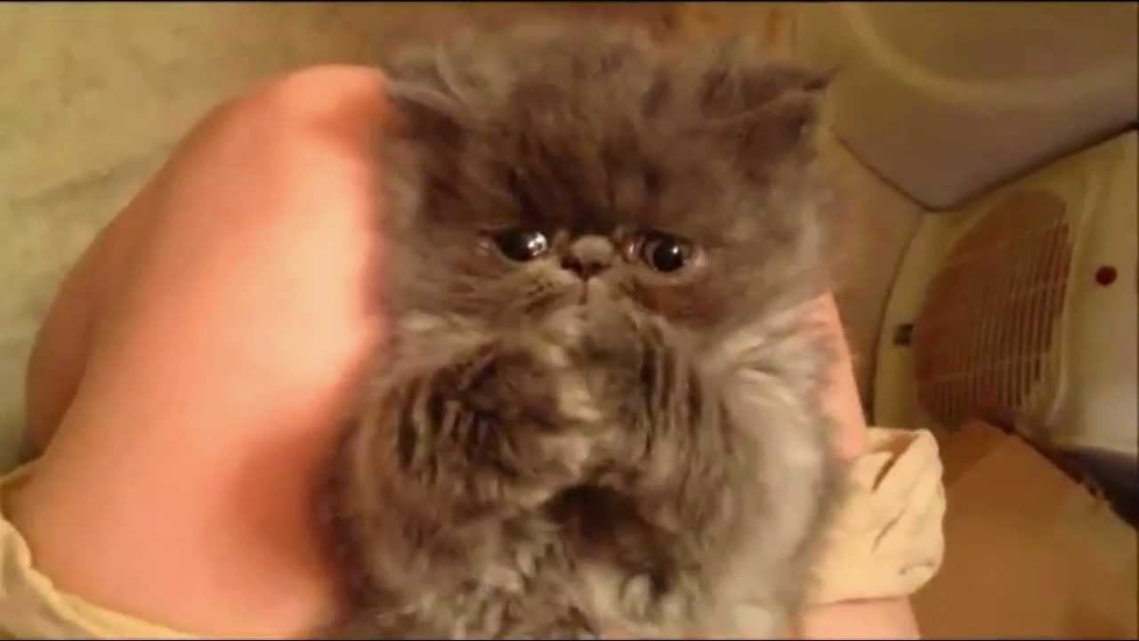 Narcoleptic Cat lol - YouTube