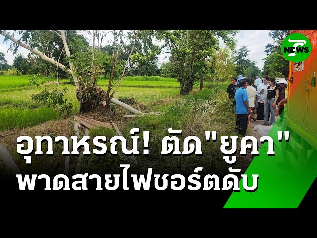 "หนุ่มใหญ่" ตัดต้นยูคาฯ ล้มพาดสายไฟ ไฟชอร์ตดับ | 8 ก.ค. 68 | ห้องข่าวหัวเขียว