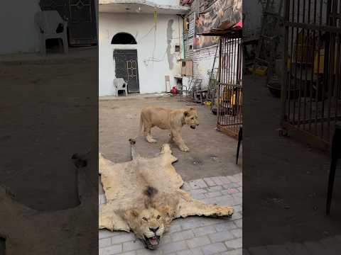 Scar feeling sad 😞 after his father death🥹💔 #broken #animallife #lion #petsrule #ytshorts #pets