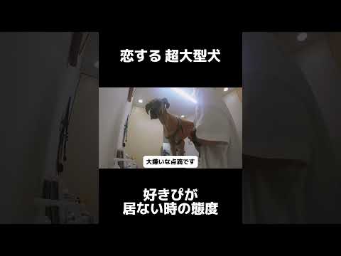 【超大型犬】好きぴが居ない時の態度も人！ #shrots