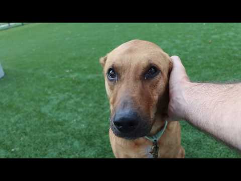 Tailwaggers: <strong>Meet</strong> Applesauce