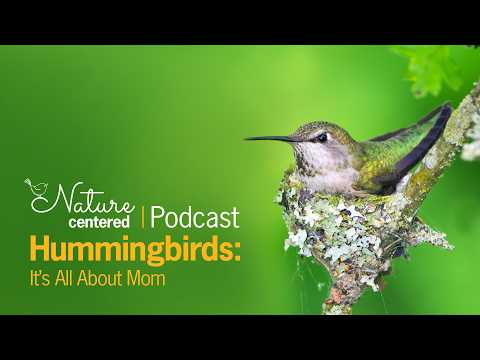 Hummingbirds: It's All About Mom | Nature Centered Podcast by Wild Birds Unlimited