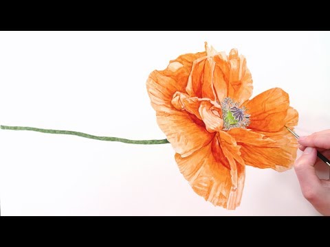 How to paint realistic papery poppy petals in watercolor with Anna Mason