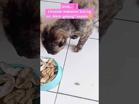 Boleh Apa Tidak⁉️Kucing Makan nya Beginian... #cat #kucingunik #kucingviral