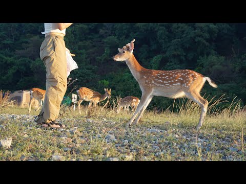 [SUB]🔥🌞 사슴과 무더위와 캠핑 / 유튜브 라이브