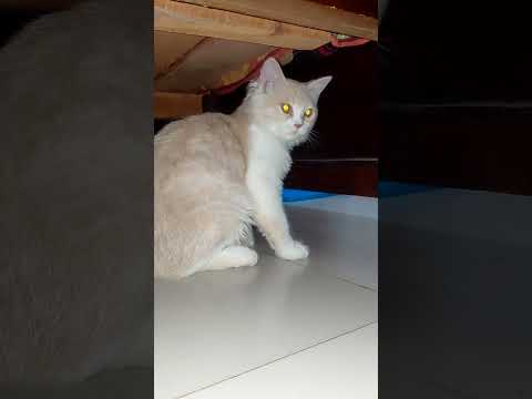 Cat Funny Videos #cat #funnycat