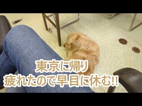 肉体労働の週末は疲労がたまる。東京で早めに休養する。ゴールデンレトリバーティト
