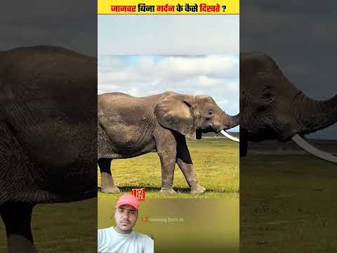 बिना गर्दन के कैसे दिखते हैं 😮😮 #facts #amazingfacts #animals #factsinhindi #education #shortsvideo