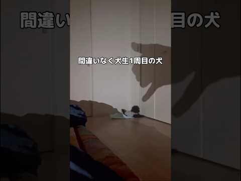タイニープードルの魅力あふれるかわいいシーン集 サムネイル