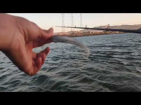 FLY FISHING FOR STRIPER, TOO WINDY CONDITIONS ODDS fly fishing O'NIELL FOREBAY CALIFORNIA AQUEDUCT FISHING NORTHERN CALIFORNIA.