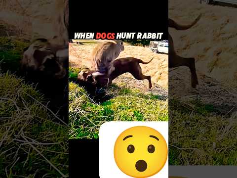 Rabbit Outsmarted Dog but cat is very fast #trending #wildlife #cat #dog #animals #shorts #viral
