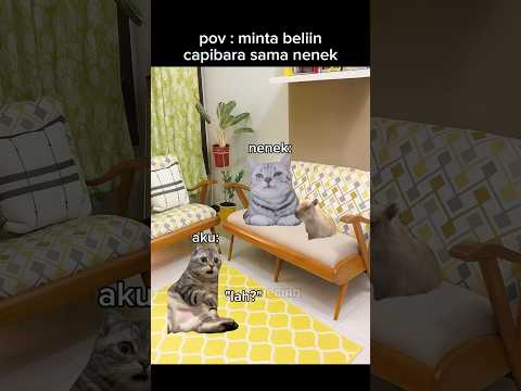 neneknya sultan cuy #meme #memekucing #kucing #kucinglucu #shorts #catlovers