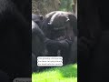 Grieving #chimpanzee carries dead baby at Spanish zoo - 00:40 min - News - Video