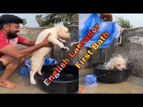 Cute Baby Dog Labrador ❣️ #doglover #sgorts #trending #cutness