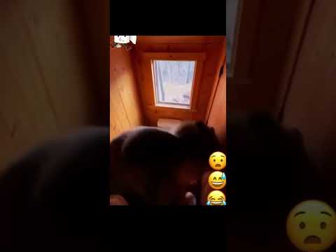 Who you gonna call!! 🤣 #trending #animals #youtubeshorts