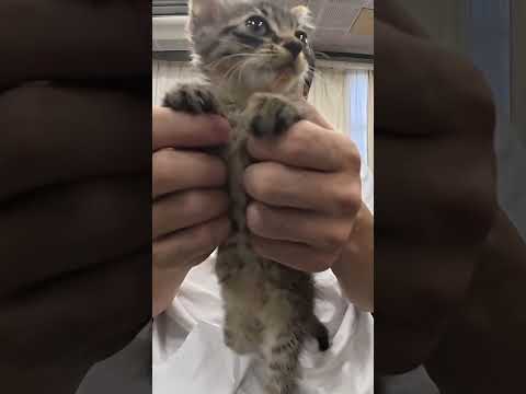 保護猫ハッピー【脱力】
