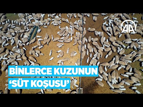 Kuzuların ‘süt koşusu’ #shorts