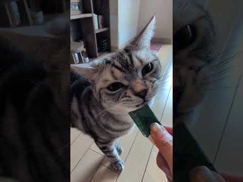 猫の動画サムネイル - アメショーのラッテ＃アメリカンショートヘア＃アメショ＃猫との暮らし#猫と暮らす家＃猫