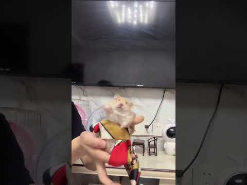 Also follow the seductive steps and sing a tune #How cute#Daily sharing of rat keeping#Gol