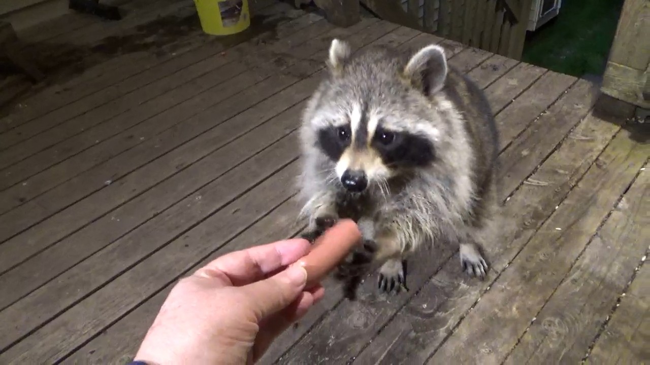 ANGIE RACCOONS SATURDAY NIGHT