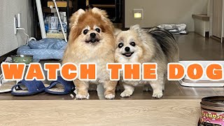 【DOG】The owner is married and the dog is happy