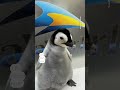 Emperor penguin chick named Pearl after public vote  - 00:34 min - News - Video
