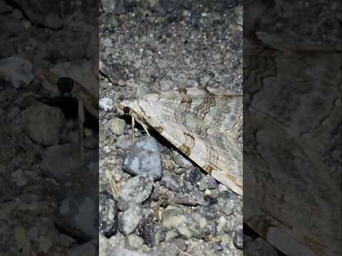 A Treble Bar (Aplocera plagiata) sitting on the gravel