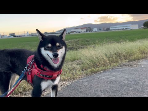 秋風を浴びる犬【The autumn breeze makes my dog ​​happy】