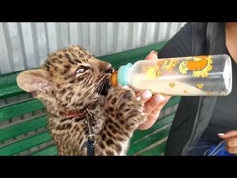 Маленький леопард лакомится молоком