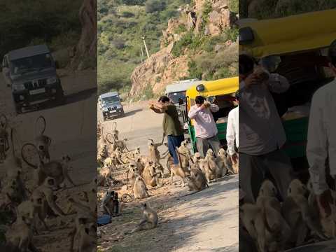 Aaj toh bohat saare bandar dekhe😍🐵 #minivlog #shortsyoutube #fypage #monkey #rajasthanvlogs