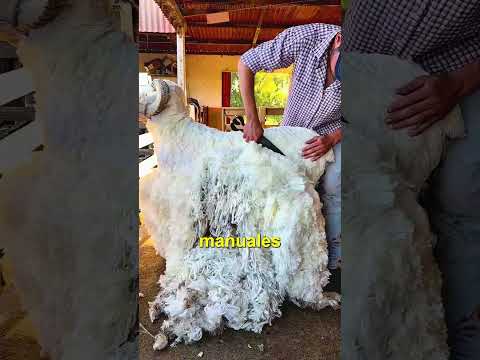 ASI ESQUILAN A LAS OVEJAS EN EL FUTURO!