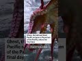 Beloved Giant Pacific octopus enters her final days  - 01:11 min - News - Video