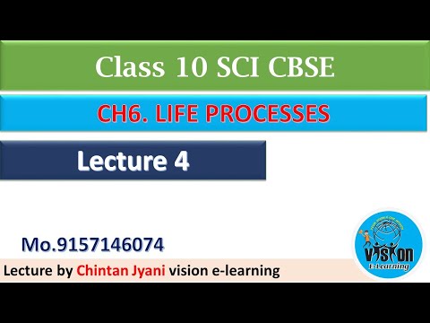 ch 6 life processes part 4