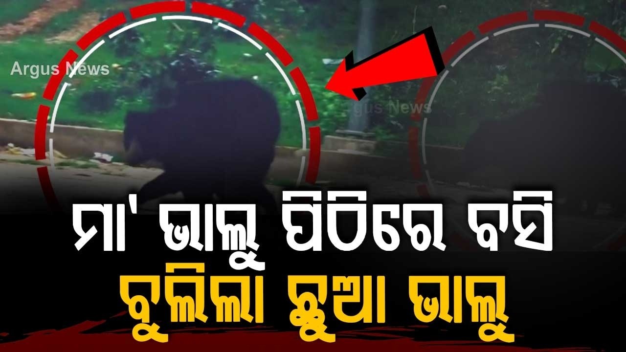 Mother Bear Carries Cub On Her Back Near Panchalingeswar Nilagiri | Argus News