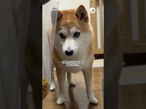 飼い主がこぼさず食べる柴犬の可愛いシーン集 サムネイル