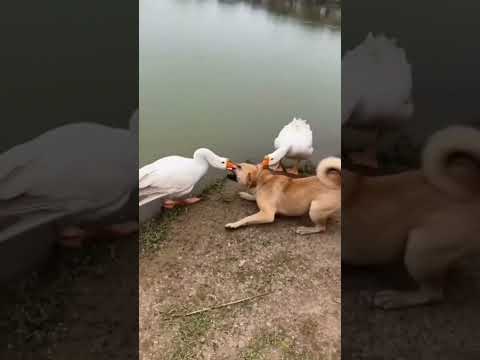 please subscribe to my channel #pettips #doghealth #dogcare #dognutrition #dogs#viral#short