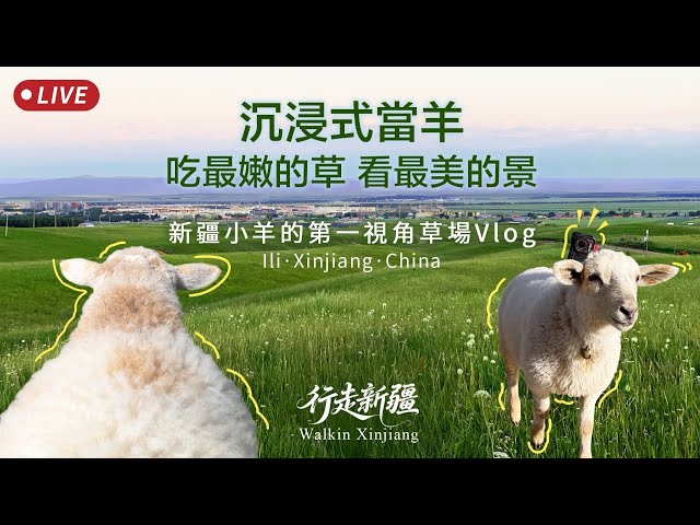 行走新疆直播·回放｜小羊視角看新疆！伊犁草原沉浸式漫步｜第一人稱吃草日記🐑 #鳳凰衛視