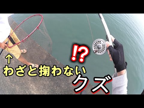 あのヘダイがショボく思えるほどの獲物が堤防足元でヒット！はよ掬えってよ！！