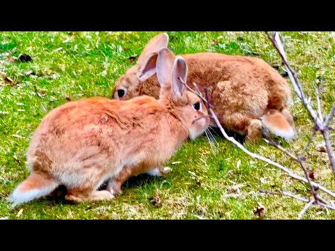 В Тайгане прямо весна, у животных любовь-морковь, на сирени распускаются листочки❤️