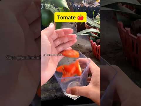 Dicas para seu antúrio #jardinagem #jardim #jardim #planta #dicasdejardinagem