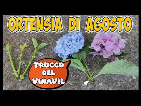 Moltiplica l'Ortensia ad Agosto con il TRUCCO del Vinavil