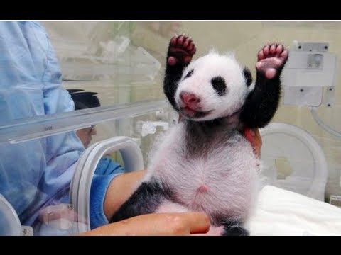 Првата средба на мајката панда со своето бебе