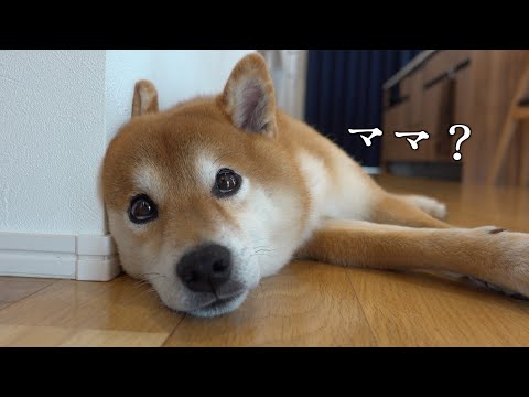 柴犬に「ママにただいましておいで」と言うと可愛い現象が起きる。