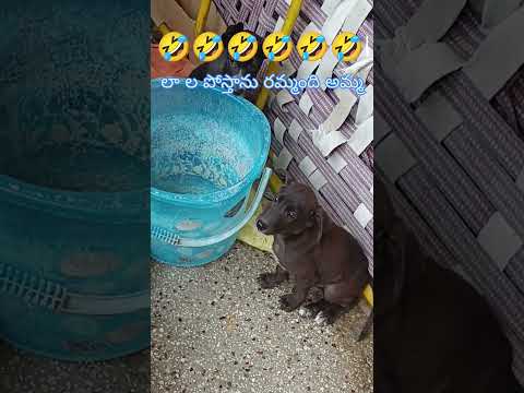 Funny Dog Bath 🐶😂 | Cute Dogs Waiting for Bath | #shorts 30 October 2025
